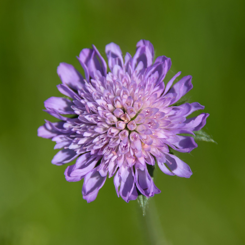 Knautia arvensis – Beemdkroon-inheemse-vaste-planten-tuinadvies-borderpakket